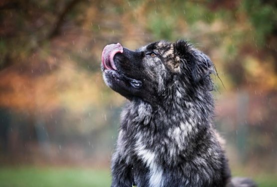 NAJDLJE V ZAVETI&Scaron;ČIH: Loki že 3 leta čaka svojo priložnost!