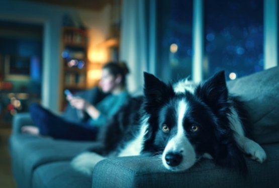 5 vsakdanjih navad, s katerimi lahko nehote povečamo pasjo tesnobo 