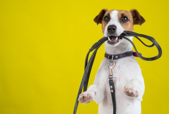 Čarobni svet pasjih mladičkov z Majo 5: Ali ve&scaron;, da se tvoj mladiček uči ves čas?