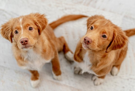 3 triki za uspe&scaron;no učenje sobne čistoče v zimskem času