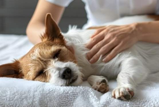 Nežna moč dotika: kako Emmett tehnika pomaga psom do bolj&scaron;ega počutja