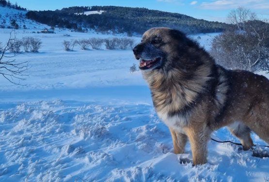Faca meseca februarja je postal mogočni in nežni Mavh
