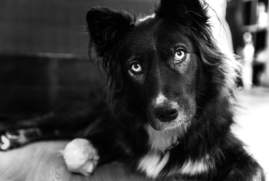 3 miti o psih, ki &scaron;e vedno krožijo - pa ne držijo