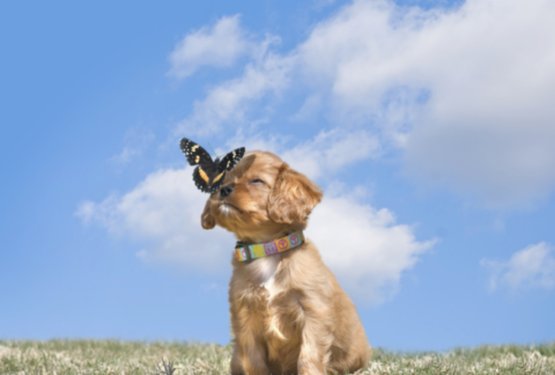 3 napake pri izbiri mladička