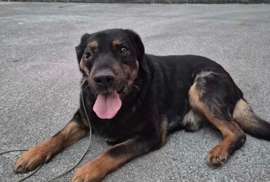 Mori &ndash; kuža, ki &scaron;e vedno čaka svojo priložnost