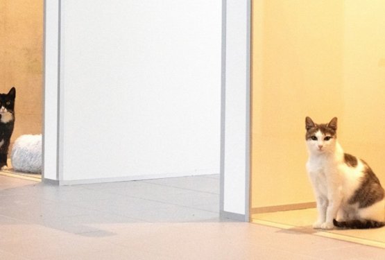 Na svetovni dan psov so najlep&scaron;e darilo dobile - mačke!