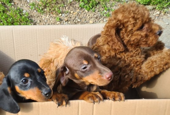 Na Obrežju zasegli 11 pasjih mladičev