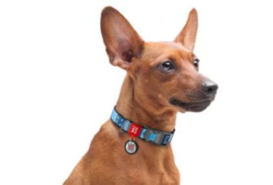Ste izbrali pravo ovratnico za svojega psa?