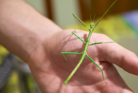 Ko rezanje živali postane &ldquo;incident&rdquo; &ndash; kje izgubljamo sočutje?