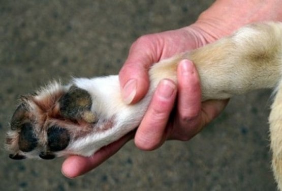 Po sprehodu mu obvezno temeljito očistite tačke!
