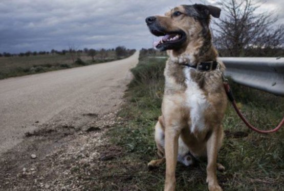 Prvi primeri zapuščenih zaradi korone tudi v Sloveniji? NE DRŽI!