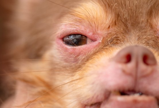 Spomladanske alergije pri psih &ndash; kako pomagati kosmatincu?