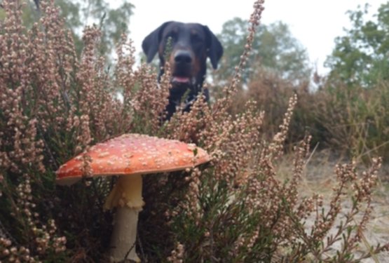 Zakaj so gobe nevarne za pse?