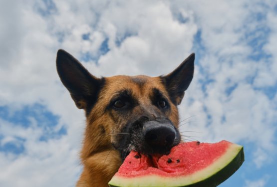 Kako hraniti psa v poletnih mesecih? Ali je potrebno kaj spremeniti prehrano?