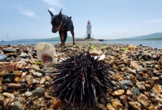 Nevarni ugrizi, piki in ožigi