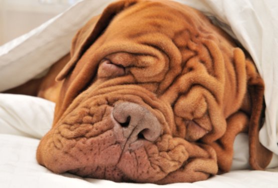 Ena napaka po obroku, ki lahko ogrozi psa