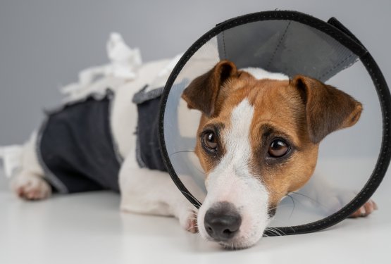 Domača oskrba rane po veterinarskem posegu
