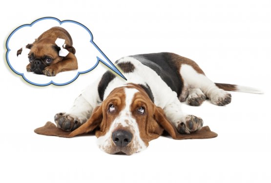 Ali psi res sanjajo? Kaj v resnici počne njihov um med spanjem