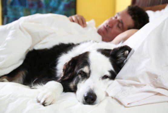 Zakaj pes zaspi ob tebi &ndash; in kaj ti s tem sporoča