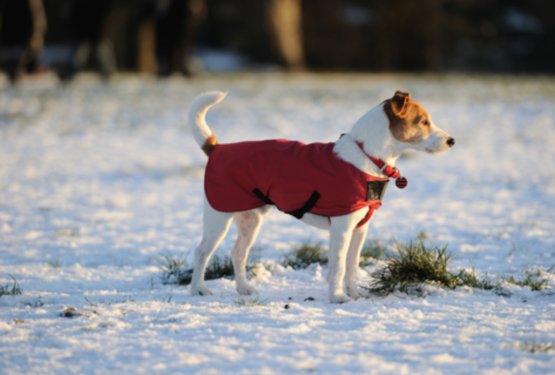 Pasme psov, ki so občutljive na mraz