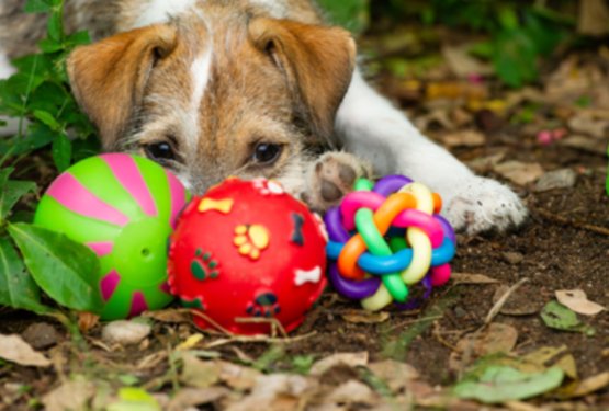 Kako izbrati primerno pasjo igračo za psa?