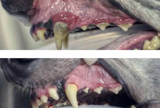 Inšpekcija ponovno preverja pasji salon, ki odstranjuje obloge brez anestezije