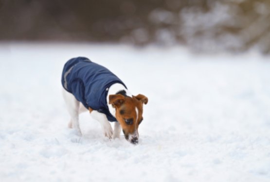 Pasji pla&scaron;ček ni samo modna muha