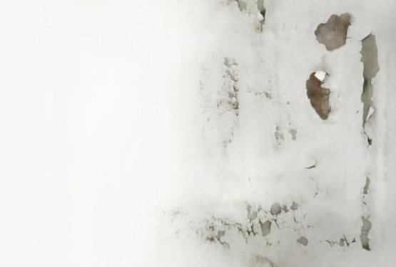 Plesen v domu – skrita nevarnost, ki lahko škodi tudi psom in mačkam