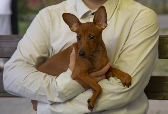 Zakaj psi plezajo v na&scaron;e naročje &ndash; in zakaj jim to tako veliko pomeni