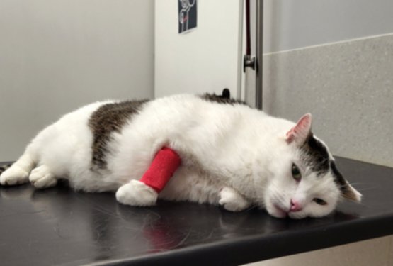 Rosi je postala simbol: zgodba, ki je pretresla Italijo