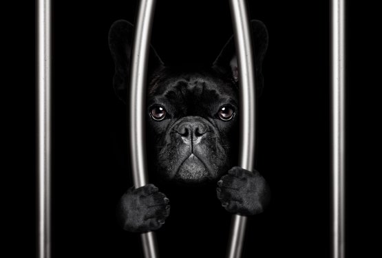 Mednarodni dan pravic živali &ndash; zakaj ga praznujemo in kaj nam sporoča