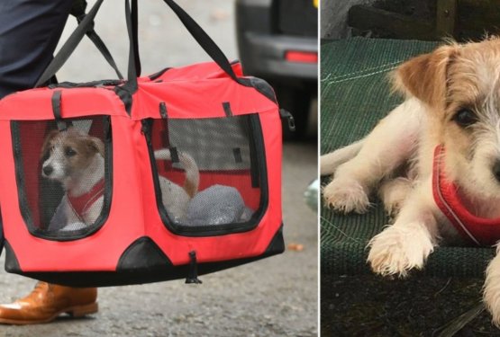 Prvi pes Velike Britanije je posvojenec iz zaveti&scaron;ča!