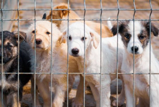 NUJNO OBVESTILO: Spremembe v delovanju zavetišča Ljubljana