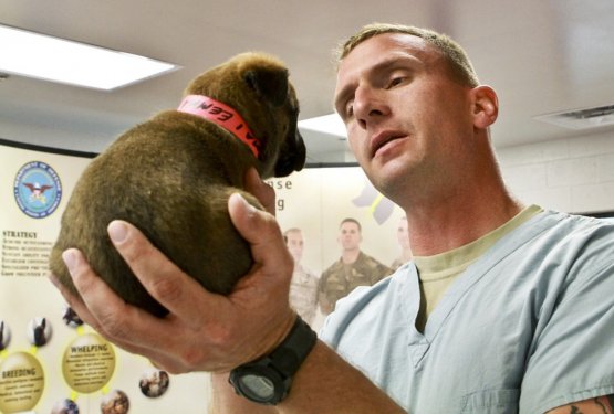 Veterinarji delajo nemoteno, a pozivajo ...