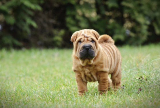 &Scaron;arpej (Shar Pei)