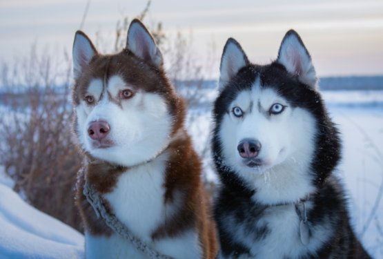 Snežni nos pri psih