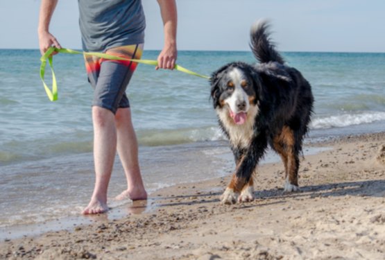 Tragičen dogodek: ko spor med psi pripelje do nepopravljivih posledic