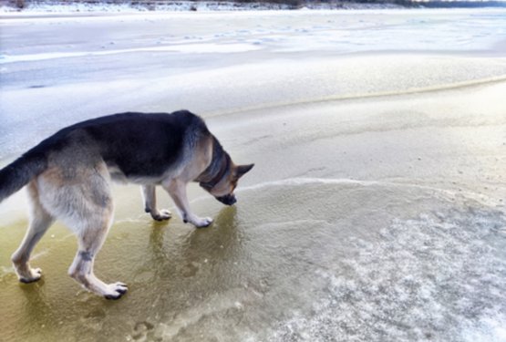 Ta zimska napaka je psa stala življenja &ndash; opozorilo vsem skrbnikom