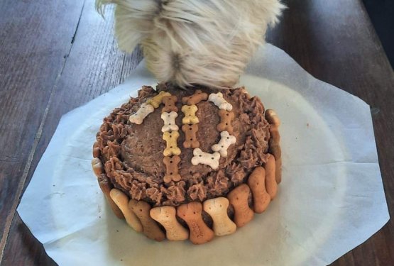 Pasja torta brez peke