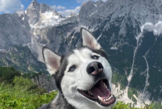 Faca meseca oktobra je postal simpatični Blu