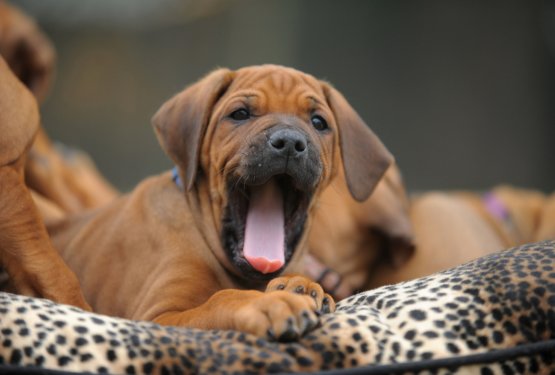 Čarobni svet pasjih mladičkov z Majo 3: Je tvoj mladiček kdaj utrujen?