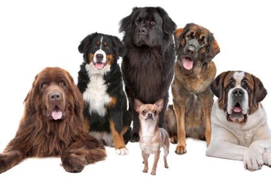 6 največjih psov na svetu