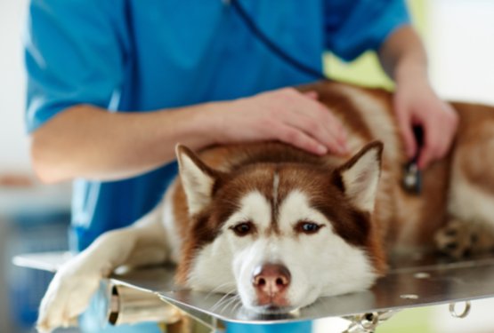 Konec 24-urnih dežurstev veterinarjev? Kaj to pomeni za naše pse, mačke in druge živali