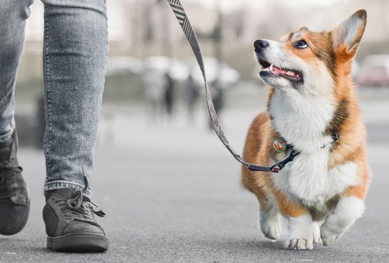 Od danes omejeno gibanje - kaj to pomeni za sprehajanje psov?