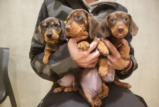 Ko ljubek mladič skriva temno zgodbo: zakaj so sumljivi prodajalci resna nevarnost za živali