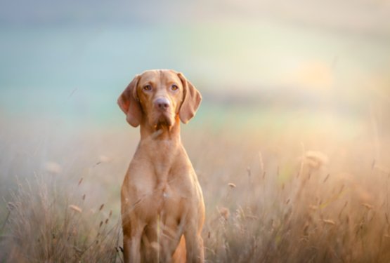 5 načinov, kako poskrbeti za močan imunski sistem va&scaron;ega psa