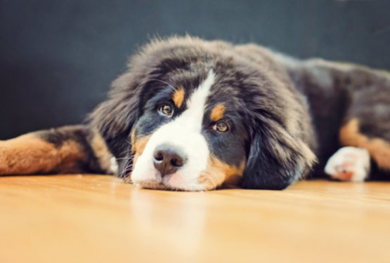 Ko obrok ne pomeni užitka: zgaga pri psih