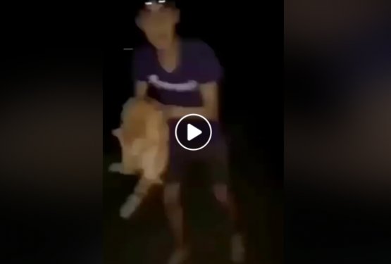VIDEO: Mačko je z vso močjo zalučal čez ograjo
