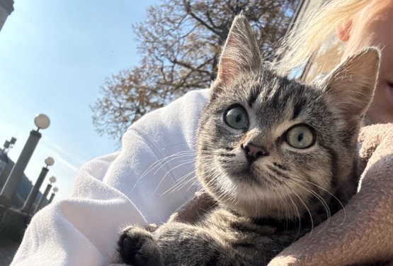 Najdena prijazna muca v Ljubljani!
