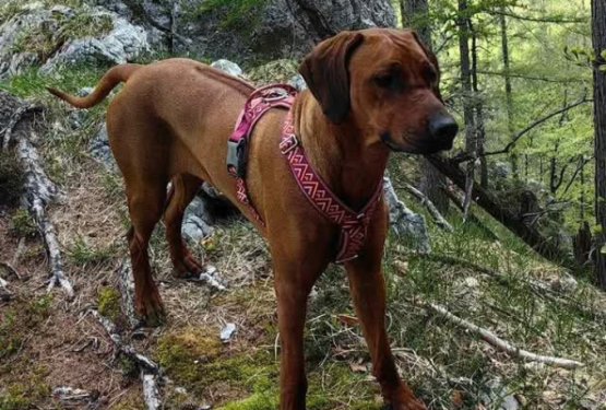 V Ljubljani pogrešajo psičko Nalo, pasme rodezijski grebenar